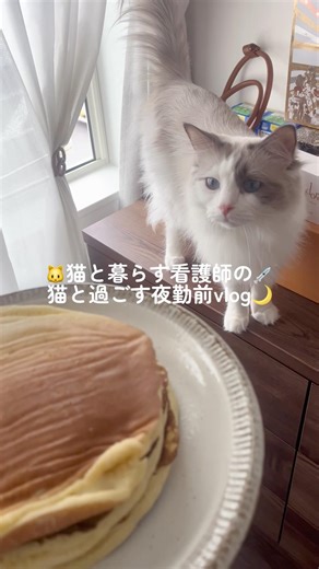 🐱猫と暮らす看護師💉の猫と過ごす夜勤前vlog🌙