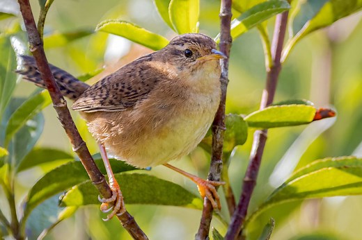 7 Species Of Wrens In Florida - Picture And ID Guide