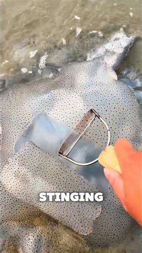 Why Fishermen SCRAPE Jellyfish Instead of Taking Them Whole 🤯 #shorts #jellyfish