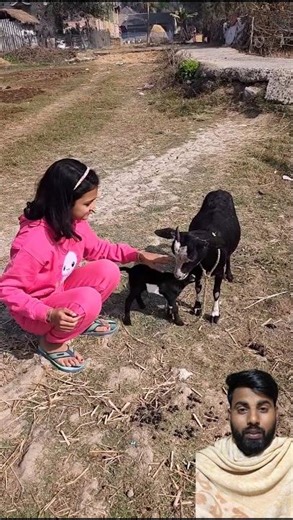 “Building for 🥰👍Wooden Log Cabin in Forest service that 👩‍❤️‍👩🤗| Survival House Step by Step” m539