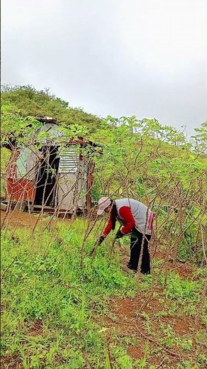 harvest na sana pero nabubulok na yung mga laman#farming #nature #🏔️🌴🌴🌴😑