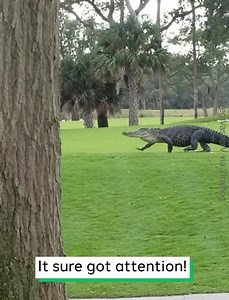 Giant Alligator Strolls Across Golf Course | Jacoby Ray