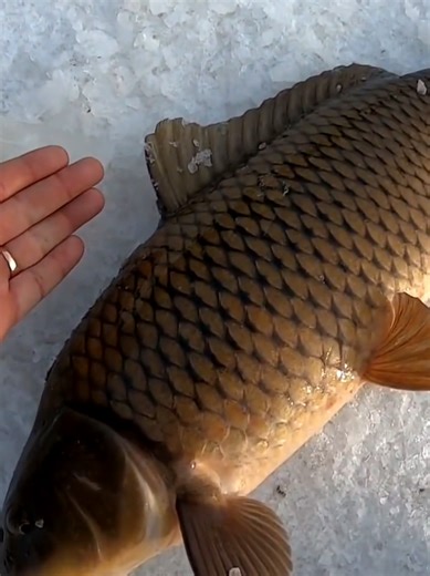 I have never caught such a catch of carp and was very surprised. #fishing #grabber #fish #ice #winter #spinning #bite