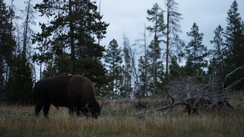 Wildlife in Focus – Life in the Wild in 4K