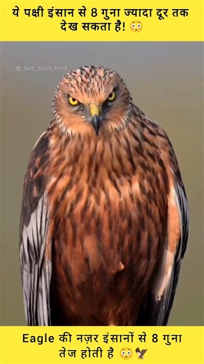 Eagle की नज़र इंसानों से 8 गुना तेज होती है 😳🦅#shorts #facts #hindifacts #eagles