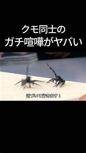 jumping spider vs jumping spider