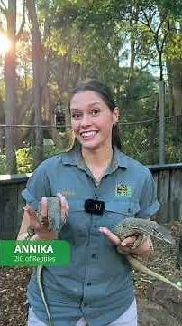 How To Be A Zookeeper | Australian Reptile Park