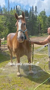 15K views · 1K reactions | Rich does not like water sprayed near his face, so we work with him and assure him it's not gonna hurt him, he is slowly getting better every time. Patience and repetition is key. #draftyfarms #bigs #blessed #mainelife #barnlife #farmlife #countryliving #belgiandraft #belgiandrafthorse #Rich | Drafty Farms | Facebook