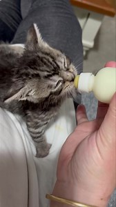 95K views · 10K reactions | Ok so they say you alway have that one child.. My little turd burger Cobby is just not going to give up his bot bot, Maximus and Louie are lapping up a milkshake whilst my baby has his bottle…. Aunty Liz do you do refunds.. | Animal Care Collection Illawarra inc | Facebook