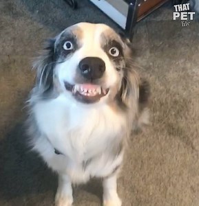 Our present to you this Monday: smiling doggos. Go ahead, take a watch. You've earned it. | Animal Tales