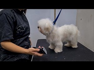 2 YEARS OLD MALTESE. 🐶❤️ GROOMING TRANSFORMATION.
