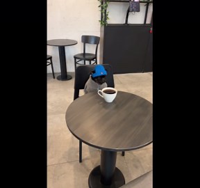 Grumpy dog contemplates life over coffee