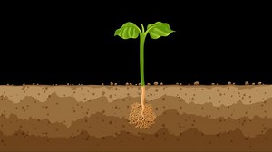 Download seed growing into a tree 2d tree animation or plant for free