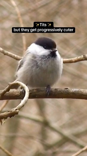 love them all 🥹 #birds #birdlife #ornithology | BirdLife Europe and Central Asia