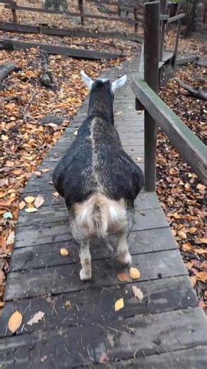 Nothing beats a stroll in the woods with Pete 🐐 | Pigs in the Wood