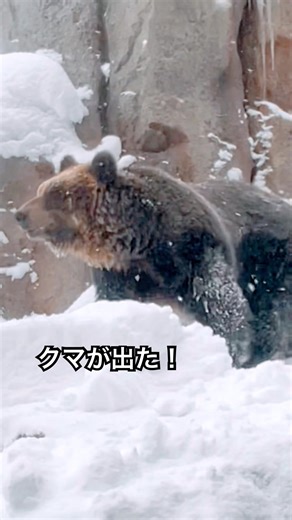 Asahiyama Zoo #Asahikawa City #shorts