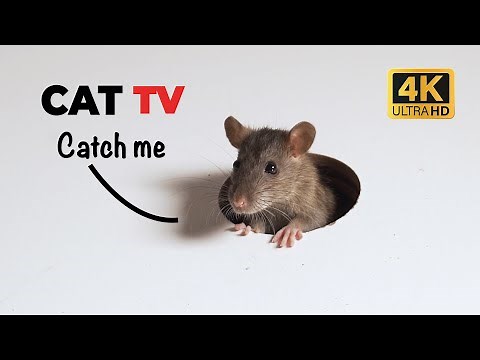 CAT TV 🐭 Peekaboo Mouse for Cats to Watch with Sound 😺