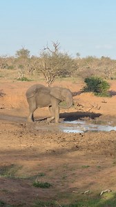 20K views · 565 reactions | Most people don’t know this…Elephants cover themselves in mud and it acts as natural sunscreen 林 That mud layer protects their skin from the brutal African sun and even helps keep insects away #elephant #wildlife #naturelovers #wildlifevideo #animalfacts #didyouknow #southafrica #africansun #summer | Jacques Schutte Wildlife | Facebook