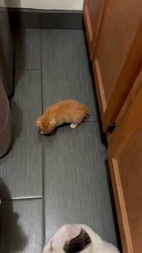 Hilarious Kitten Growling Compilation