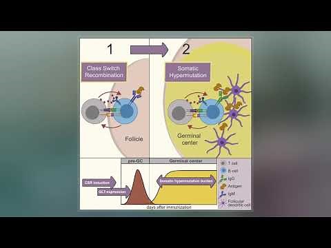Somatic Hypermutation