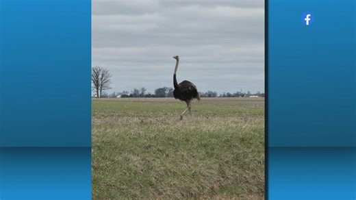 Ostrich captured after escape in Madison County, sheriff's office says