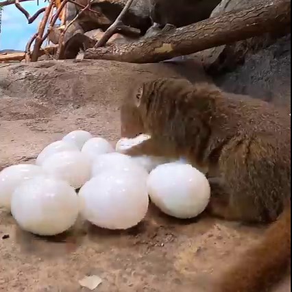 10M views · 140K reactions | Eggcellent work by Team Mongoose | Oregon Zoo | Facebook