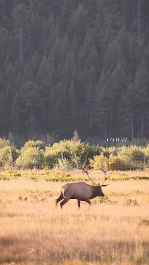118K views · 1.9K reactions | Elk Rut! Part 1. Will they battle? Stay tuned to find out!! #estespark #elk #bullelk #antlers #wildlife #WildlifeWednesday #wildlifephotography #rut #elkrut #reelsfacebook #reelstrending #rmnp #fyp #explorepage #Colorado #wild | Colorado Wild Photography | Facebook