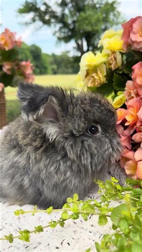 English Angora Bunny Overload 🐰💕