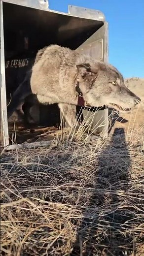 Wolves Collared for Tracking in California