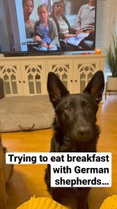 19 reactions | BEGGING for Food #shorts #gsd #germanshepherd | Cute Animals | Facebook
