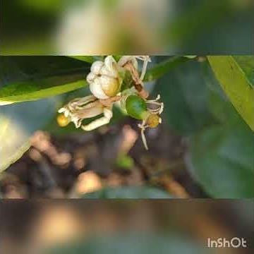 ¿POR QUE MI ÁRBOL DE LIMON TIRA EL FRUTO Y LA FLOR O SE SECA?!!!! 🥺🥺🥺COMO COMBATIRLO? ¡ANTRACNOSIS¡