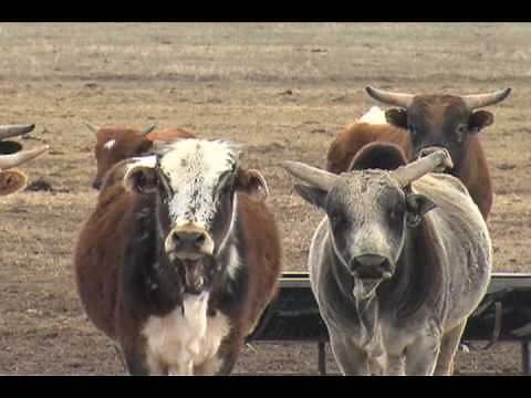 Miniature Bull Riding-New Extreme Sport For Kids