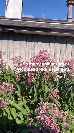 Love to see so many pollinators on the Joe Pye Weed! | Woodland Ridge Retreat