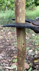 776K views · 3.6K reactions | grafting fruit trees of the same family | Hanneaoumat | Facebook