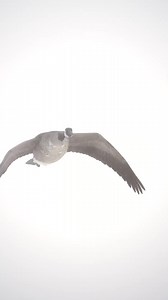 Goose Lands in Blizzard! #animals #wildlife #slowmotion #waterfowl #goose | Prestigeoutdoors Goosehunting