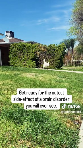 Fenix: A Thriving Dog with Cerebellar Hypoplasia | #LiveLikeFenix