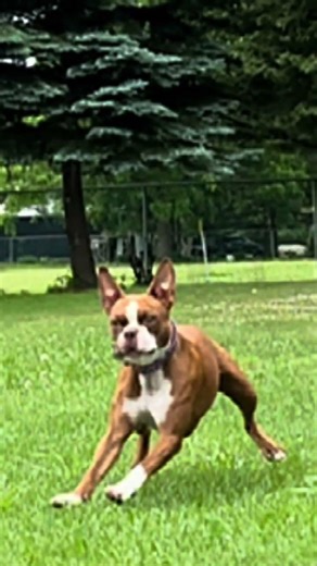 Fight back 👹 #demon #dog #meme #prank #laugh