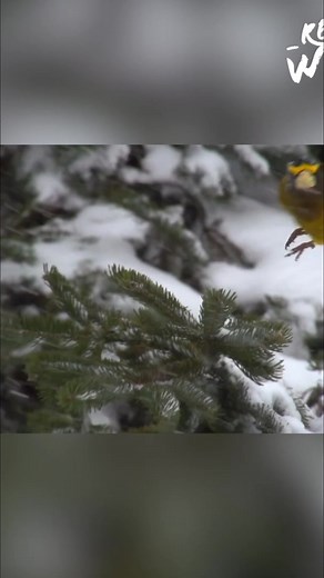 The harsh winter demands sacrifice. New mothers give birth and produce milk without food or water, losing up to 40% of their body weight. Birds fight daily for energy, and others struggle to find food in a frozen world. It's a battle for survival. #WinterSurvival #Wildlife #Nature #AnimalLife #WinterAnimals | Real Wild