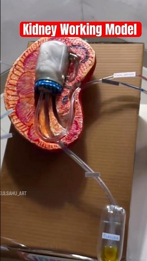 Kidney Working Model #excretory_system | biology Science Project for School #shortsfeed nakulsahuart