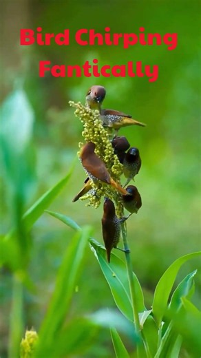 Natural Sparrow Sounds 🐦 | Relaxing Birdsong in Nature #Shorts #birdsong #relax #naturesvoice