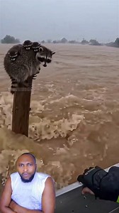 448K views · 8.6K reactions | ️ With nowhere to run and the water...