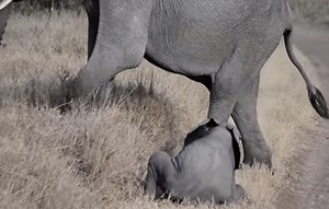 Baby Elephant is Done With Walking and Throws a Tantrum (VIDEO)