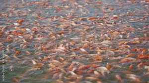 A large group of fish are swimming in a body of water. The fish are of various sizes and colors, and they are all swimming together in the same direction. The scene is peaceful and serene