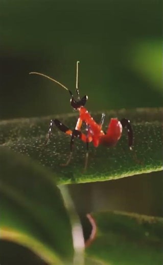 Mantis – The Mystical Hunter