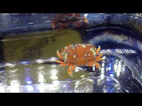 Gaudy Clown Crab (Caribbean)