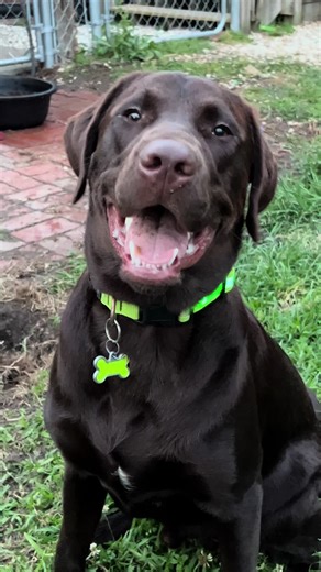 Lab 101 - with Tito #lab #labradorretriever #chocolatelab #dogs