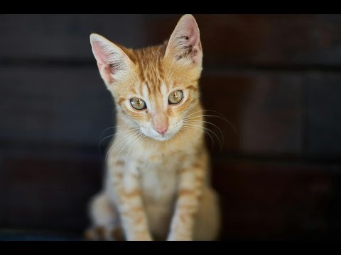 Unlocking the Secret Language of Cats: The Joy of Trilling!