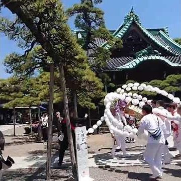 柴又帝釈天のすんごい松を潜る立正佼成会葛飾教会の万灯 2026/5/17 #柴又 #お会式 #祭り #御会式 #纒 #纏 #柴又帝釈天 #万灯