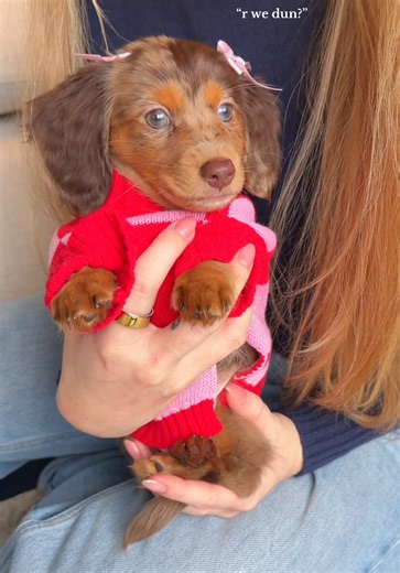 Fig’s Favorite Sweater: Puppy Fashion Insight