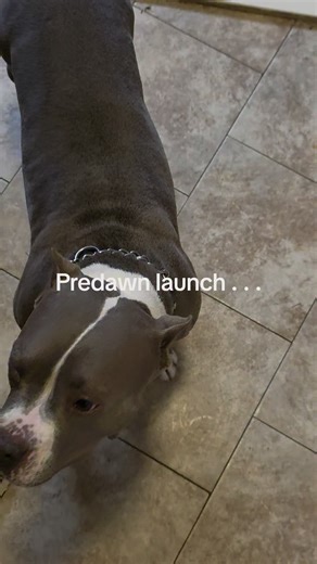 Effective Rat Control Strategies for Dog Owners